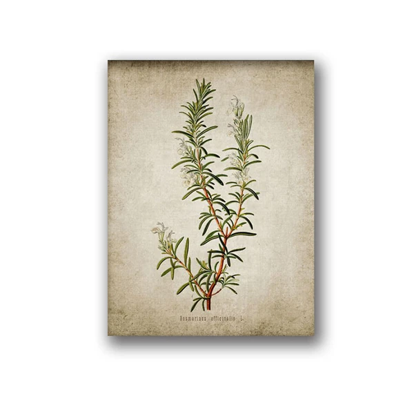 Vintage Poster Herb Art Prints Oregano Rosemary Sage Thyme Canvas Painting 